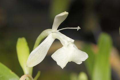 Epidendrum_difforme