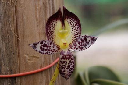 Bulbophyllum_macranthum_2