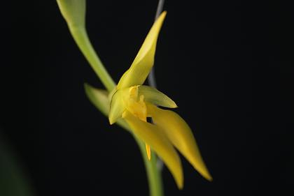 Bulbophyllum_amplebracteatum_var_flava_2