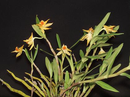 Dendrobium_williamsonii