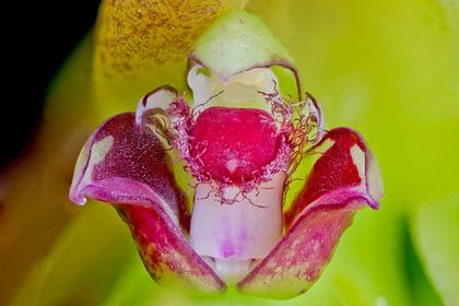 Bulbophyllum_occultum_green
