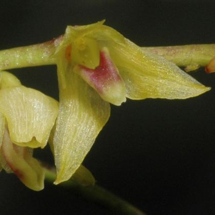 Bulbophyllum_leandrianum