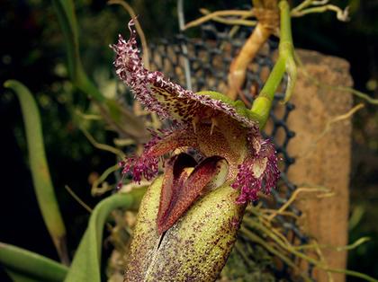 Bulbophyllum_fascinator_var_hampeliana