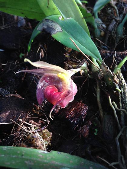 Bulbophyllum_translucidum_3