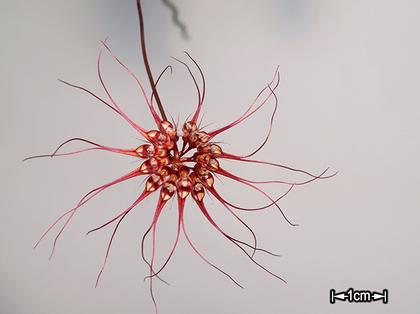 Bulbophyllum_gracillimum_3