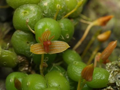 Bulbophyllum_didymotropis