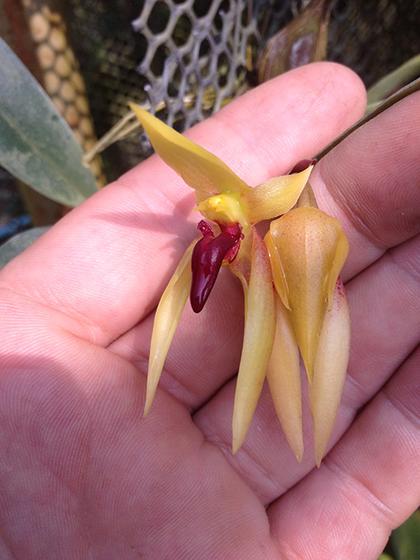 Bulbophyllum_papulosum_2