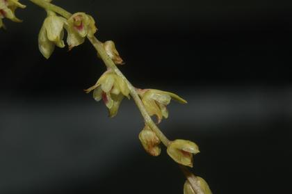 Bulbophyllum_leandrii_1