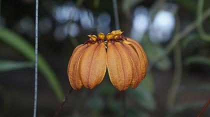 Bulbophyllum_mastersianum