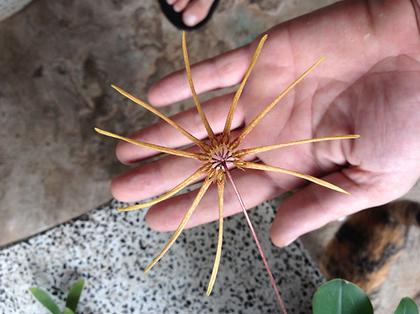 Bulbophyllum_makoyanum
