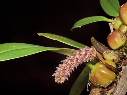 Bulbophyllum_lilacinum_2