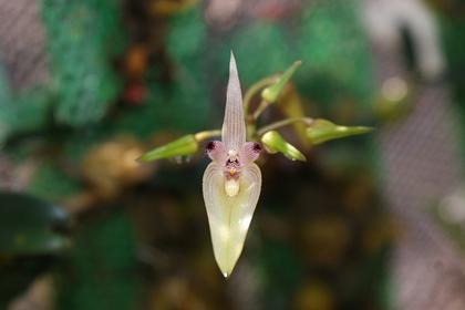 Bulbophyllum_blepharistes_2