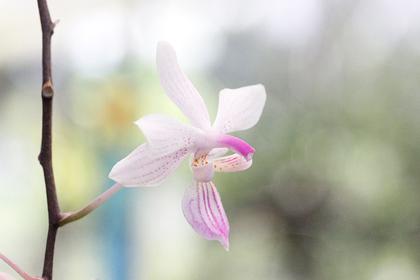 Phalaenopsis_lindenii_2