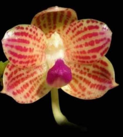 Phalaenopsis_javanica