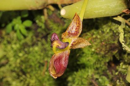 Bulbophyllum_ecornutum