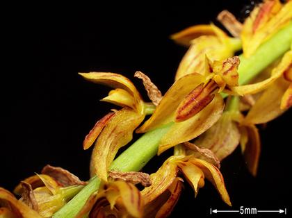 Bulbophyllum_rufinum