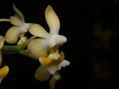 Phalaenopsis_gibbosa_2