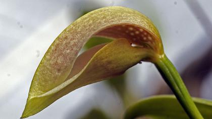 Bulbophyllum_ornithorhynchum_2