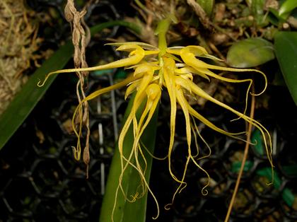 Bulbophyllum_vagianatum