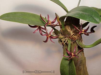 Bulbophyllum_patens_3