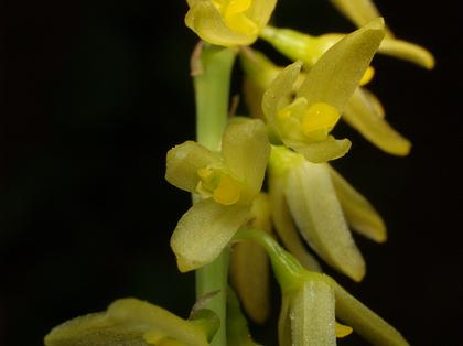 Bulbophyllum_suavissimum.jpg