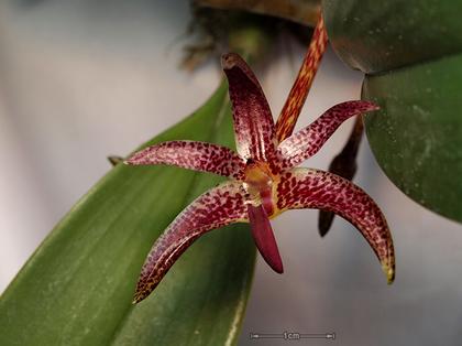 Bulbophyllum_patens