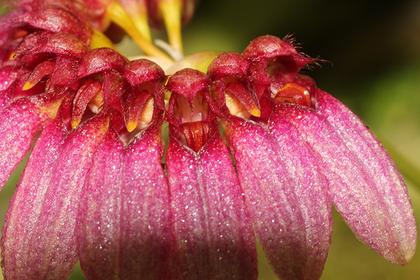 Bulbophyllum_pulchellum_3