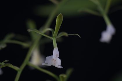 Epidendrum_paniculatum_1