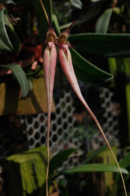 Bulbophyllum_Fascination