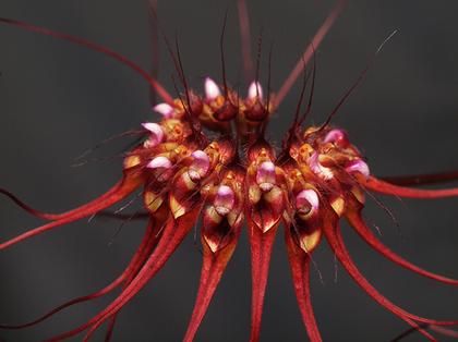 Bulbophyllum_gracillimum_2