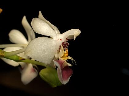 Phalaenopsis_parishii 2