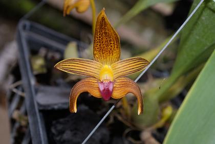 Bulbophyllum_claptonense