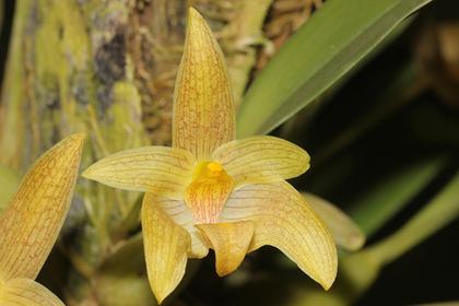 Bulbophyllum_orectopetalum