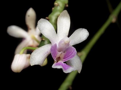 Phalaenopsis_deliciosum_2