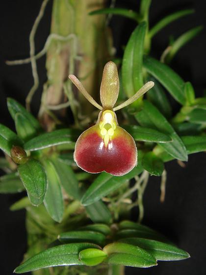Epidendrum_porpax