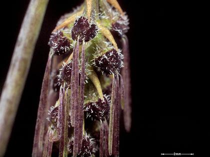 Bulbophyllum_lemniscatoides_3
