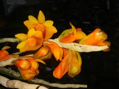 Dendrobium_chrysopterum