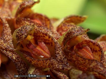 Bulbophyllum_crassipes_2