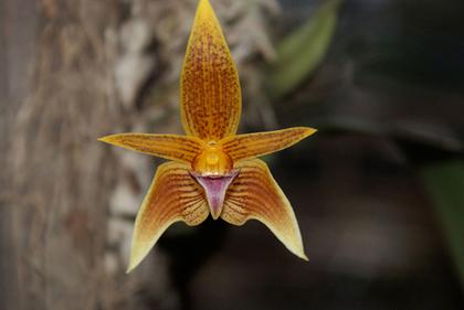Bulbophyllum_smithinandii