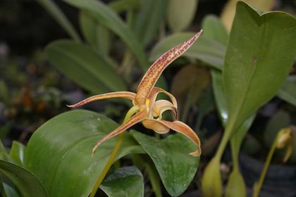 Bulbophyllum_polystictum_4