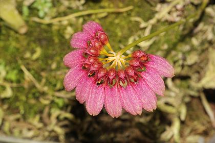 Bulbophyllum_pulchellum_2