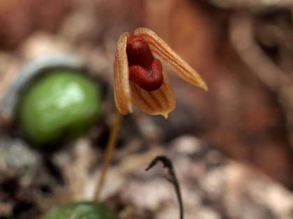 Bulbophyllum_monoliforme