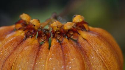 Bulbophyllum_mastersianum_2