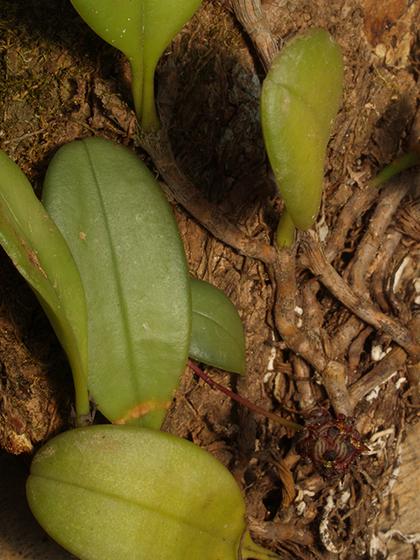 Bulbophyllum_xylophyllum_2