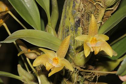 Bulbophyllum_orectopetalum_2