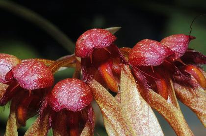 Bulbophyllum_longiflorum_Madagascar