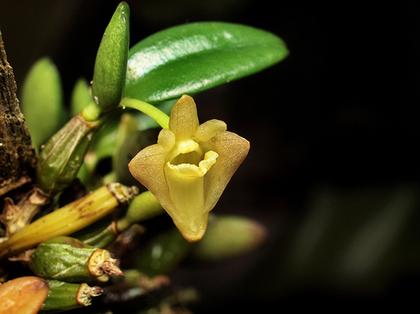 Dendrobium_pachyphyllum