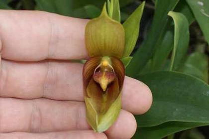 Bulbophyllum_mandibulare