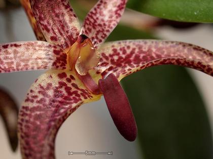 Bulbophyllum_patens_2