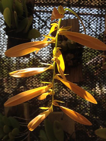 Bulbophyllum_wallichii
